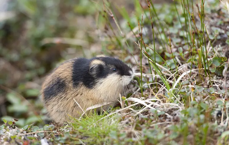  Лише “вчора” з’явився: науковці виявили один із наймолодших видів ссавців на планеті