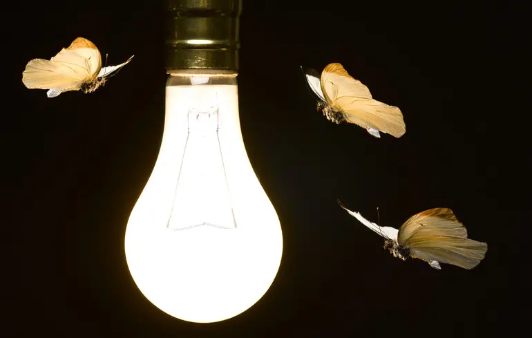 Метелики-музиканти: як міль допомогла композиторці створити мелодію про їхній занепад