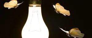 Бабочки-музыканты: как моль помогла композитору создать мелодию об их упадке