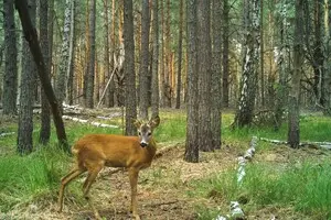 Заказник вблизи с Беларусью не вернули государству: суд отказал прокуратуре