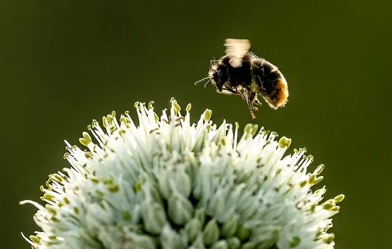 Энтомолог рассказал, какое количество укусов пчел является смертельным