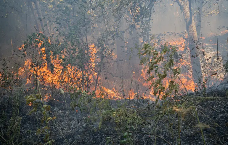 Природоохоронні території в Україні — чому їх так мало та що заважає їх створювати під час війни