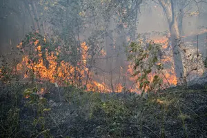 Природоохоронні території в Україні — чому їх так мало та що заважає їх створювати під час війни