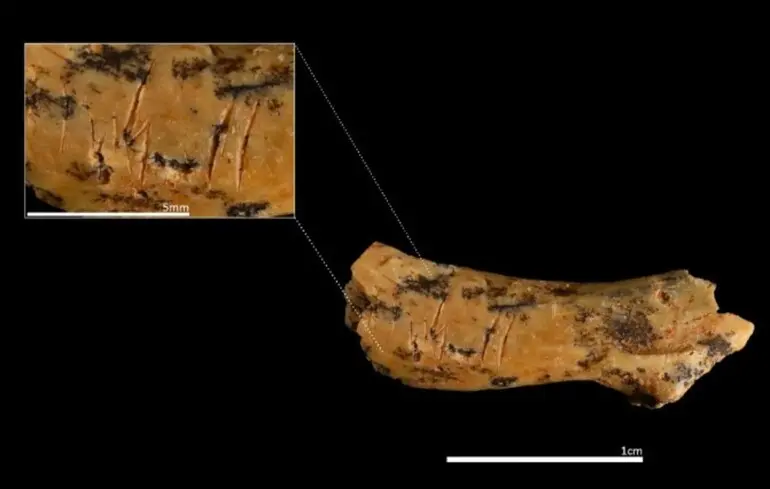 Знайдена в іспанській печері кістка з шийного хребця дитини зі слідами порізів.