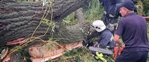 В Одесской области дерево упало на палатку с подростками. Один из них погиб