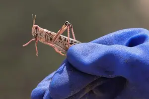 Нашествие саранчи: потеря урожая точно будет, важно не допустить повторения в следующем году