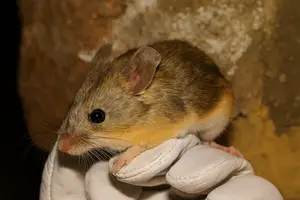 5 найдивніших видів мишей за версією природознавців BBC Discover Wildlife