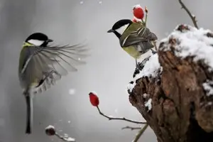 Вчені навчилися визначати 