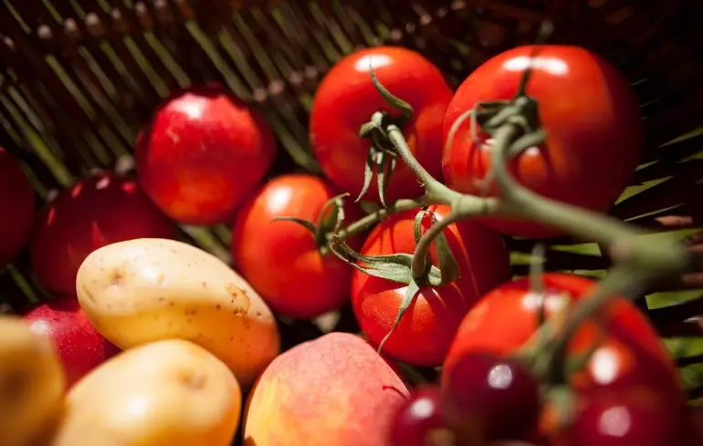 Картопля з’явилася від випадкового схрещування давніх томатів з іншими рослинами — дослідження