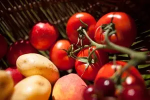 Картопля з’явилася від випадкового схрещування давніх томатів з іншими рослинами — дослідження