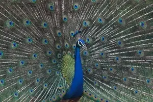 Лазер в хвосте: ученые нашли единственную в мире птицу с оптическими свойствами перьев