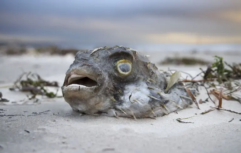 У Канаді хижий птах бомбардував рибою лінію електропередач і знеструмив ціле місто