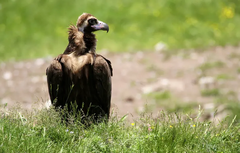 Гриф чорний.