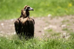В Пражском зоопарке детенышей грифов воспитывают куклы