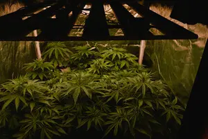 Конопляный ренессанс, или Почему лубяные культуры снова в тренде