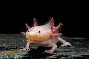 Биологи изобрели способ подсчитать количество аксолотлей по следам ДНК в воде