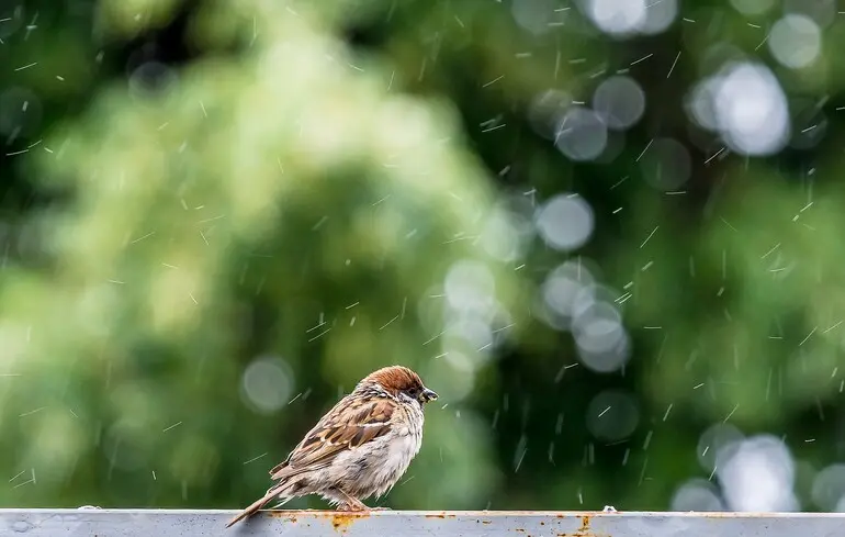 Дощі у вихідні: синоптик розповів, де їх чекати
