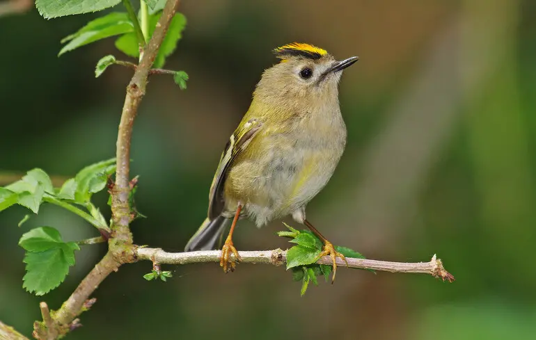 В Україні мешкає птах, який важить лише кілька грамів: орнітолог розповіла деталі