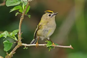 В Украине обитает птица, которая весит всего несколько граммов: орнитолог рассказала детали