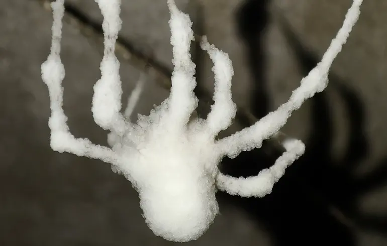 Вид паука, зараженного грибком Gibellula attenboroughii.