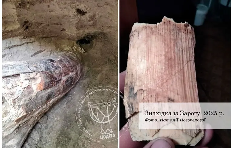 Бивень мамонта, знайдений у селі Заріг на Полтавщині.