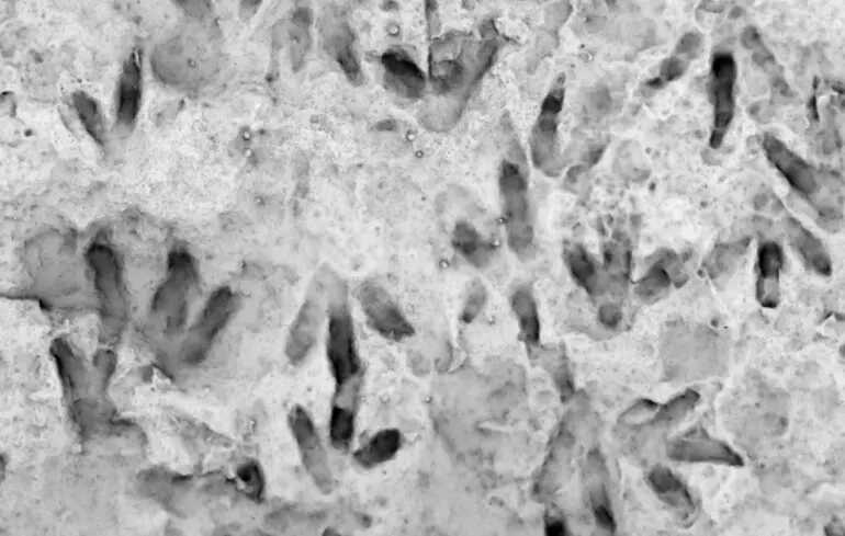 Палеонтологи обнаружили новый вид динозавра с уникальной структурой