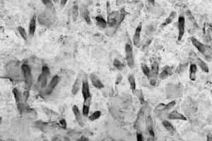 Палеонтологи виявили новий вид динозавра з унікальною структурою