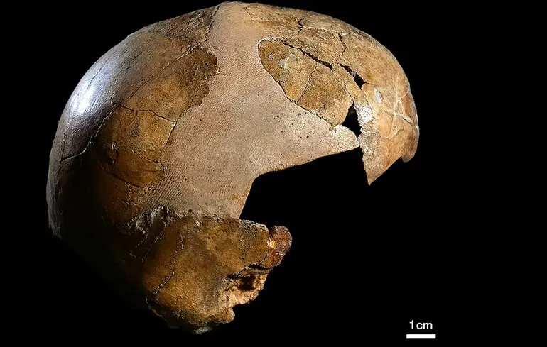 Знайдений череп дитини неандертальця та Homo sapiens.