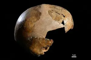 Вчені знайшли найдавніші докази схрещування Homo sapiens та неандертальців