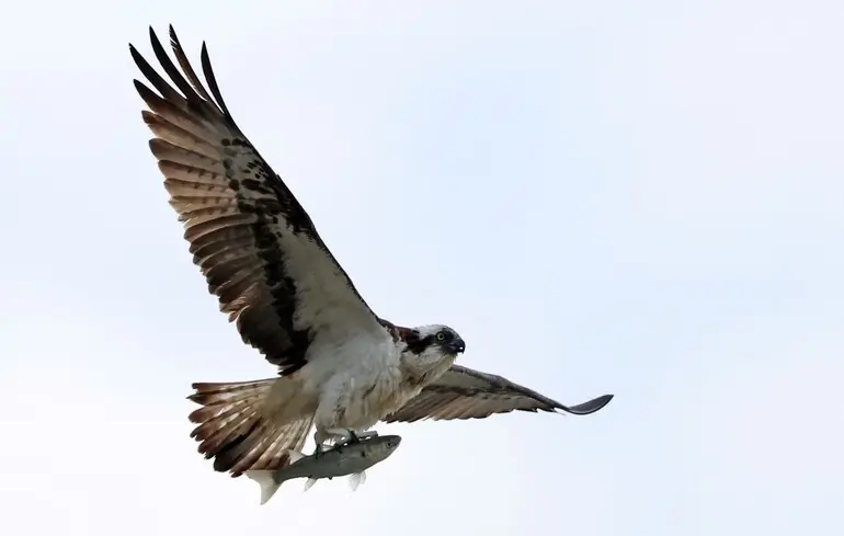 Хижий птах скопа (Pandion haliaetus).