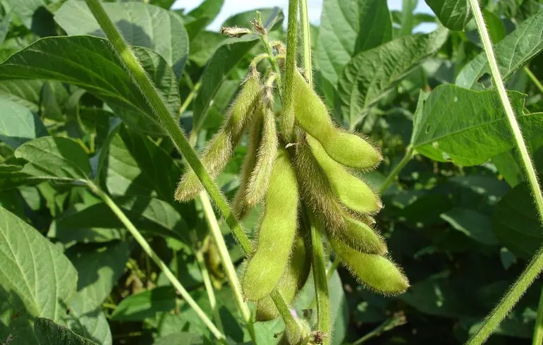 Зеленський підписав закон про «соєві поправки»