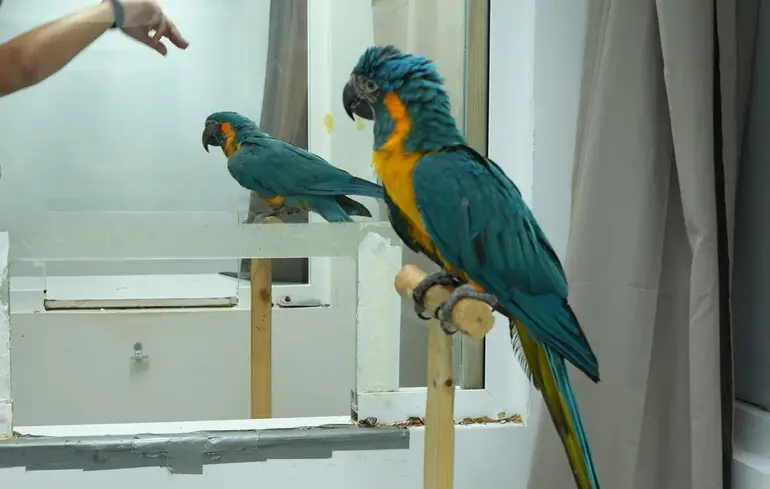 Ара навчилися тому, що раніше вважалося лише людською рисою