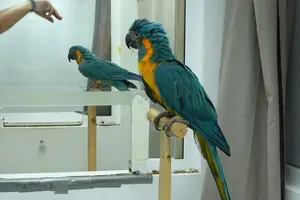 Ара навчилися тому, що раніше вважалося лише людською рисою