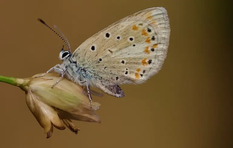 Ученые нашли существо с 229 парами хромосом