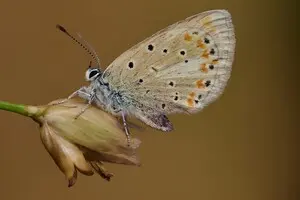 Учені знайшли істоту з 229 парами хромосом