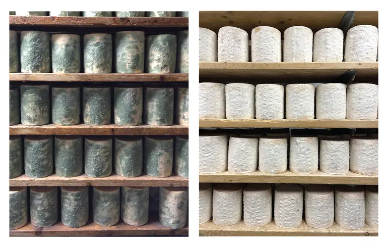 Сырные грибы в пещерах помогли ученым проследить эволюцию в реальном времени