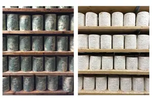 Сирні гриби у печерах допомогли вченим простежити еволюцію в реальному часі