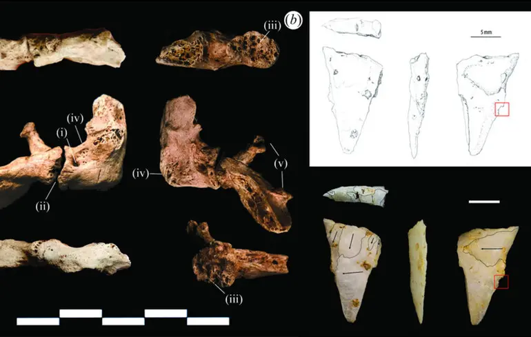 Перше в історії вбивство у В’єтнамі: археологи знайшли найдавнішу жертву