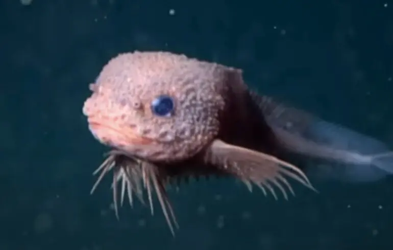 Учені знайшли в глибинах океану несподівану милу істоту
