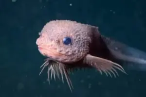 Учені знайшли в глибинах океану несподівану милу істоту