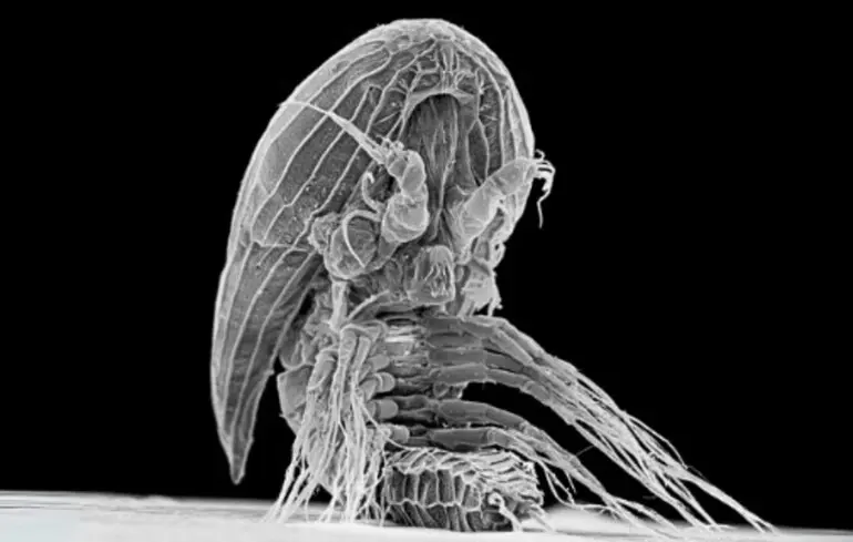 Фасетотектани також відомі як y-личинки, личинки кіпріса.