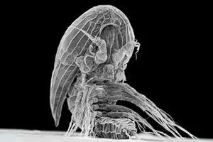 Вчені розгадали 150-річну таємницю “інопланетної” личинки