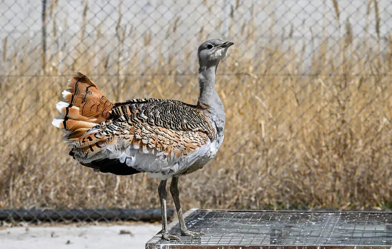 В Україні мешкає найважчий летючий птах Європи