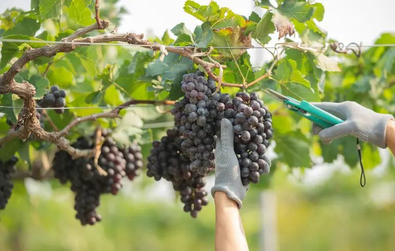 Що найчастіше вирощували фермери бронзової доби: нове дослідження розкриває деталі