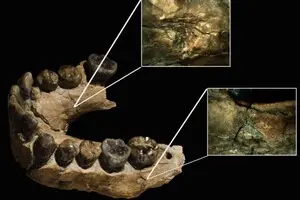 Доісторичні люди виявилися жертвами леопардів: це змінює уявлення про їхню еволюцію