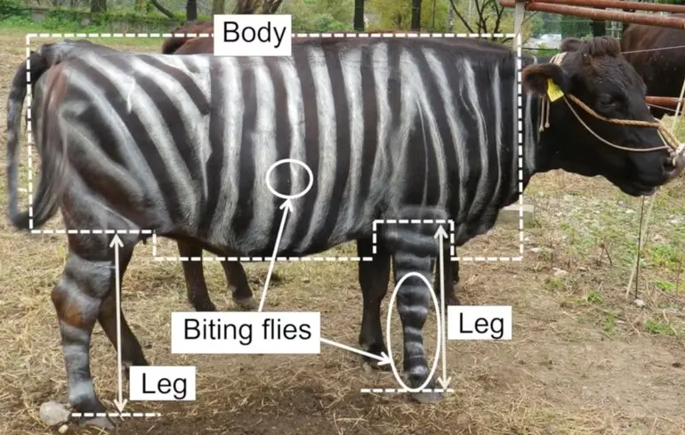Корови-зебри та ящірки, які їдять піцу: за що вручили Ігнобелівську премію