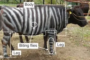 Корови-зебри та ящірки, які їдять піцу: за що вручили Ігнобелівську премію