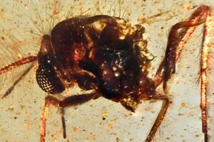 Вчені знайшли цілу екосистему в бурштині віком 112 мільйонів років