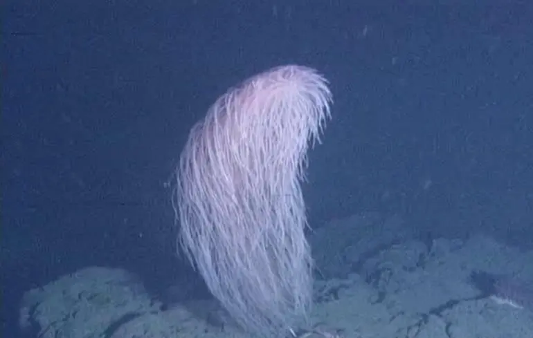 Корал Iridogorgia chewbacca.