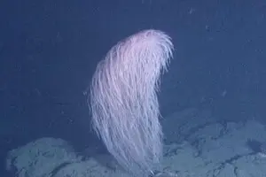 Вчені відкрили новий вид коралів: його назвали ім'ям героя 